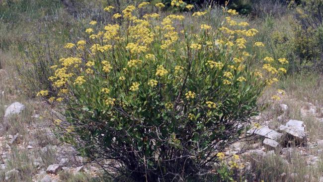 Arbres d'ici - Le Buplèvre ligneux