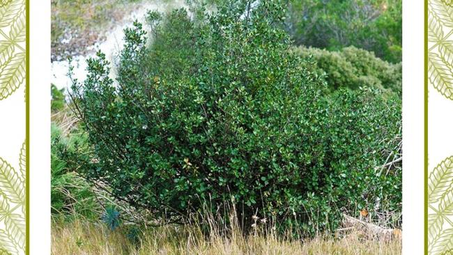 Arbres d'ici - Le Nerprun Alaterne